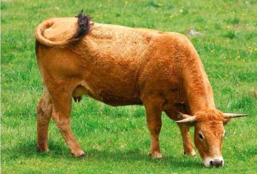 一头母牛可以繁殖几年