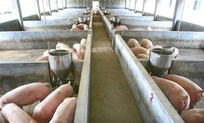畜产品供应信息发布 - 中国养猪网-中国养猪行业门户网站