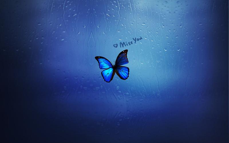蓝色浪漫爱情蝴蝶我想你电脑桌面壁纸