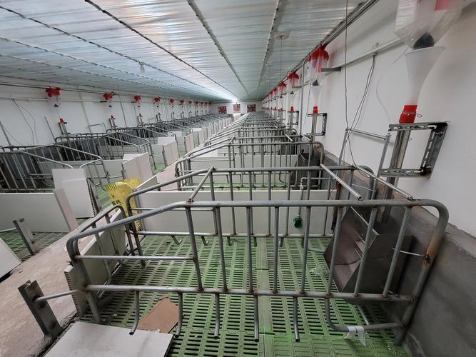 装备先进的西华县恒瑞牧业有限公司5000头母猪的现代化养猪场