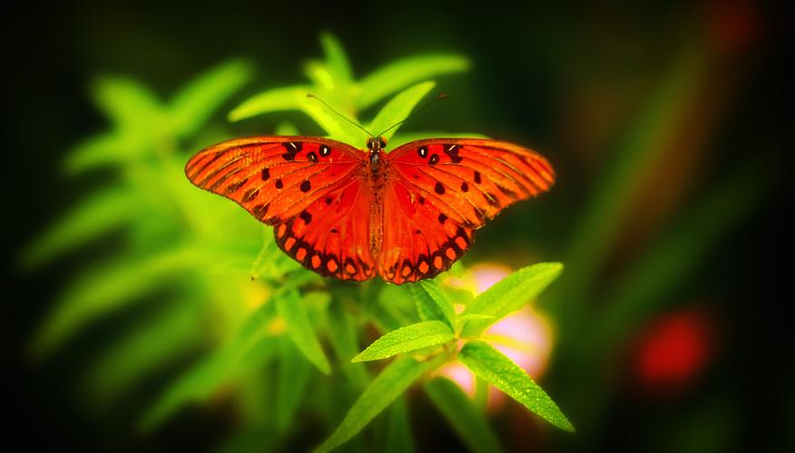 红色的蝴蝶图片昆虫蝴蝶红蝴蝶