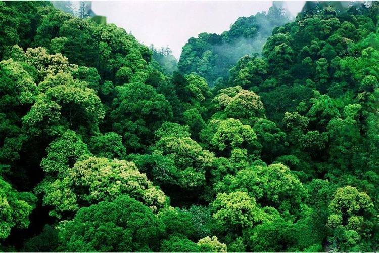 中亚热带常绿阔叶林多年来,井冈山保护区在"爱鸟周","科技活动周","