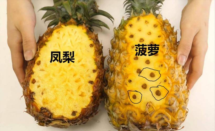 买水果时,要分清"菠萝"和"凤梨",长得差不多,区别可不小_味道_颜色