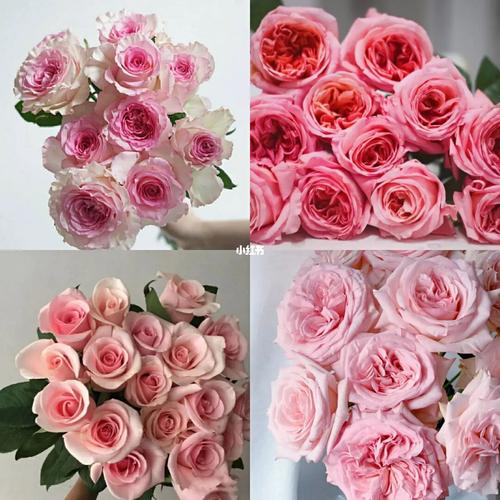 花店常见粉玫瑰品种合辑:7315top1:洛神绝绝子国产品种长着进口