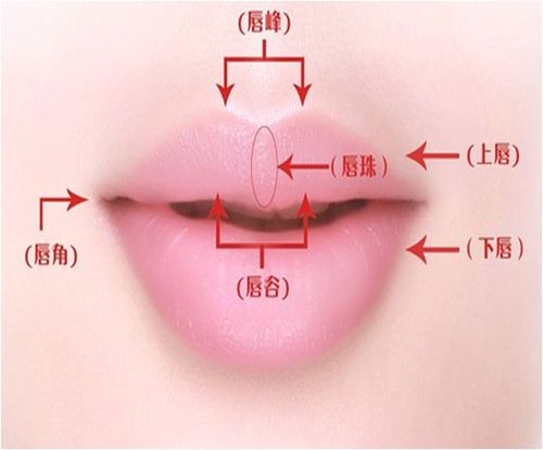 3,唇峰的位置:将左右唇瓣分别分成三等分,唇峰的位置在唇角到唇谷的的