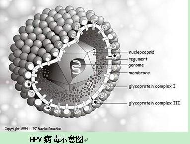 一,hpv的生物学描述hpv(human papillomavirus,  hpv),人乳头状瘤病毒