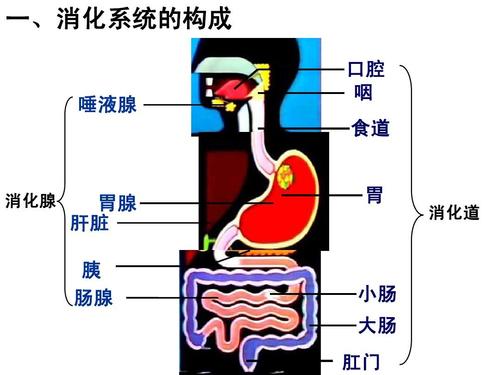一,消化系统的构成 口腔 咽 食道 胃 消化道 唾液腺 消化腺 胃腺 肝脏