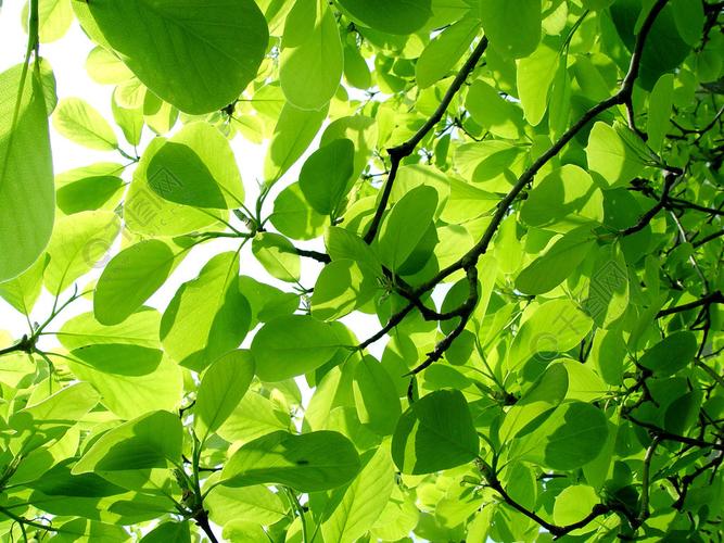 树木本植物植物维管植物叶片森林树枝树叶树叶弹簧经济增长夏天公园