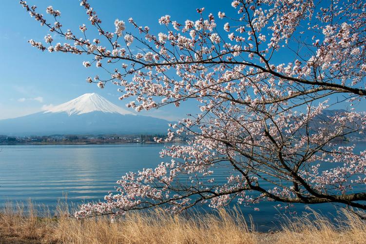 在湖河口湖山富士和樱桃开花日本旅游