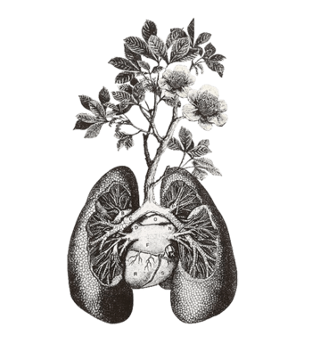 创意插画肺部与植物