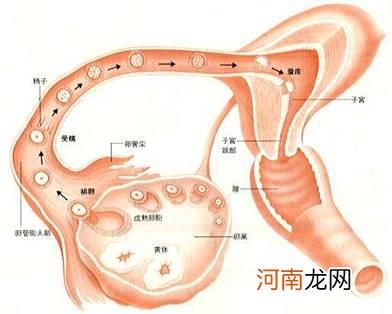 一个卵子女性的生殖系统中有一个处于核心地位的器官,医学上称为卵巢
