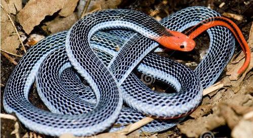 这种蛇是澳洲以外的地表最强毒蛇,眼镜蛇对它来说也只是一顿饭