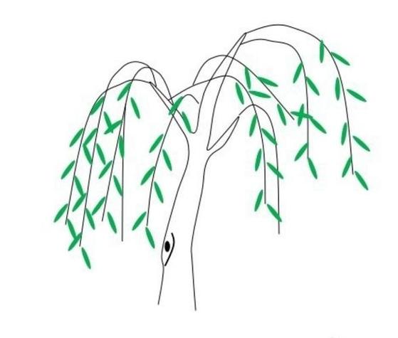 柳树简笔画怎么画水墨画绿色垂柳春天的柳树简笔画指尖智慧:棉签画