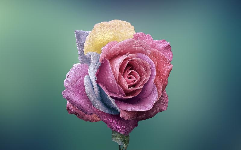 美丽的玫瑰花图片1366x768分辨率查看