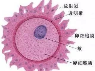 这些颗粒细胞呈放射状排列在卵细胞的最外层,故又称放射冠,其向内依次