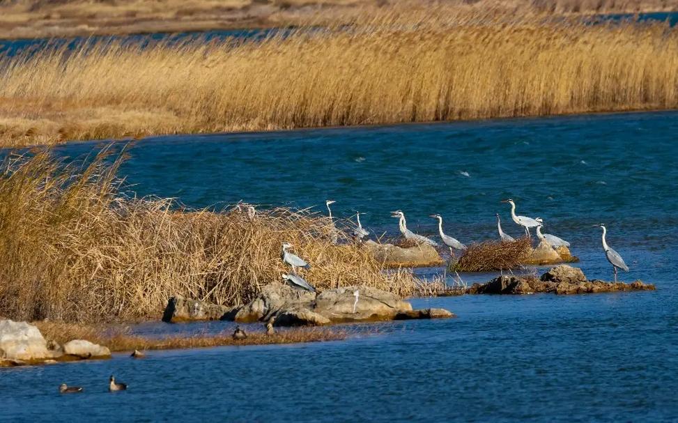 拍鸟拾趣 湿地生态系统对于野生水鸟的生存和繁衍具有重要意义.