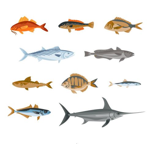 10款彩绘逼真鱼类设计矢量图金枪鱼