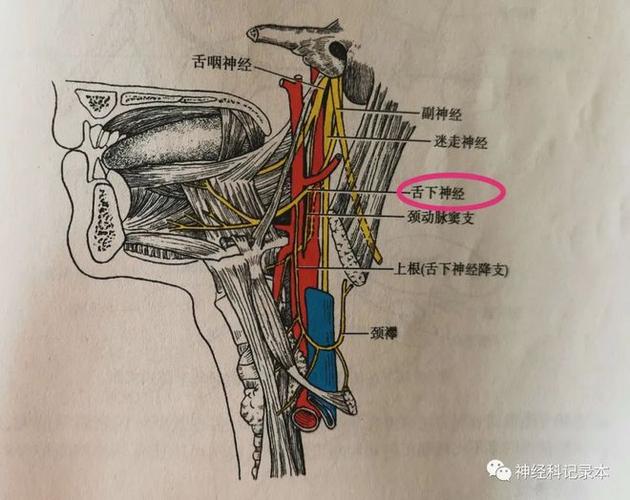 舌下神经核发出的轴突组成舌下神经根,走向腹外侧,自延髓前外侧沟出脑