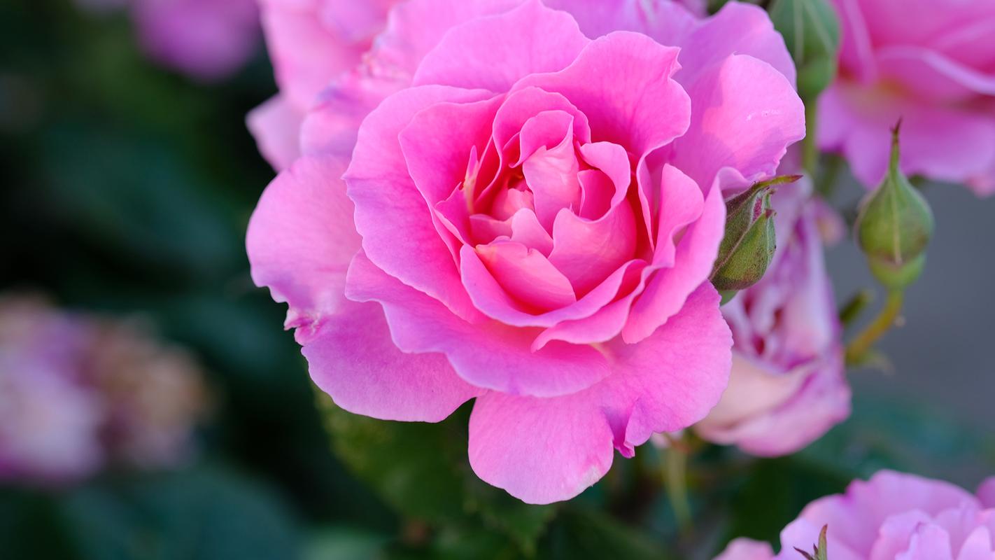 清新的粉色玫瑰花摄影高清宽屏壁纸