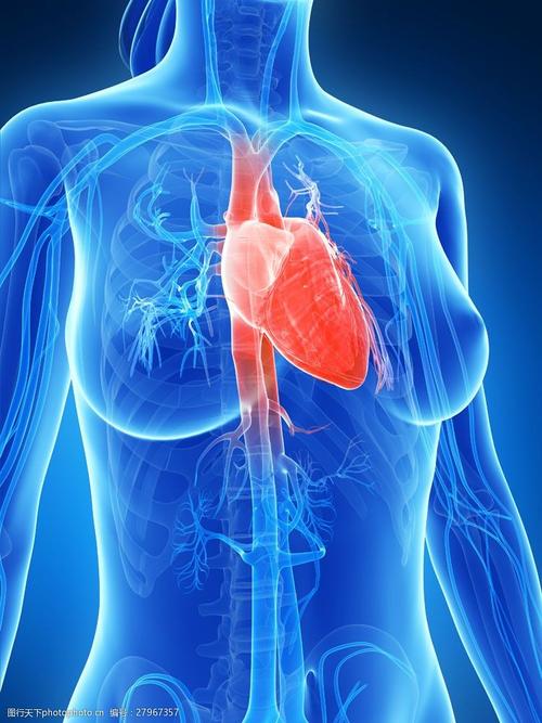 关键词:心脏器官图片素材 心脏器官 心脏血管 人体器官 人体器官组织