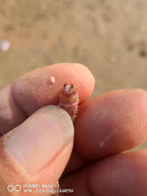 沙蚕这东西看起来很弱小,却长着两颗非常尖锐的门牙,虽然不至于让人