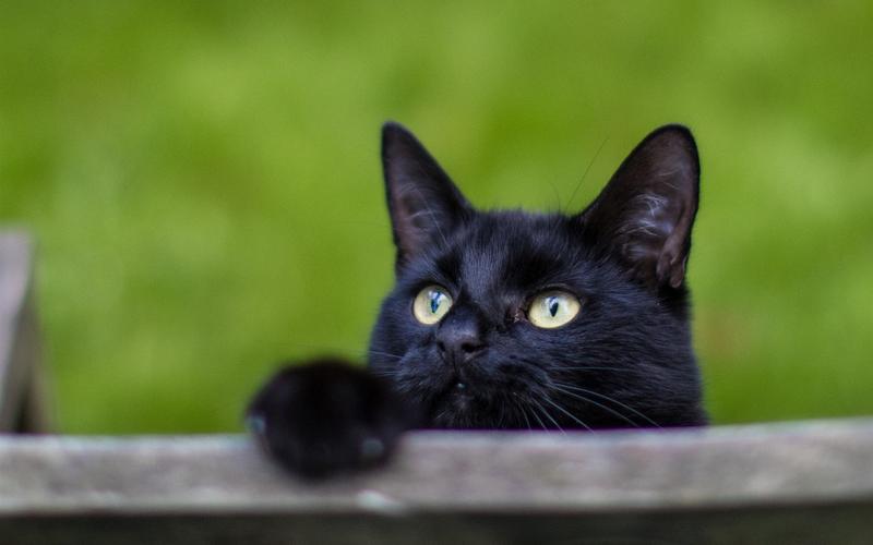 壁纸 黑猫,黄色的眼睛,看,朦胧的背景