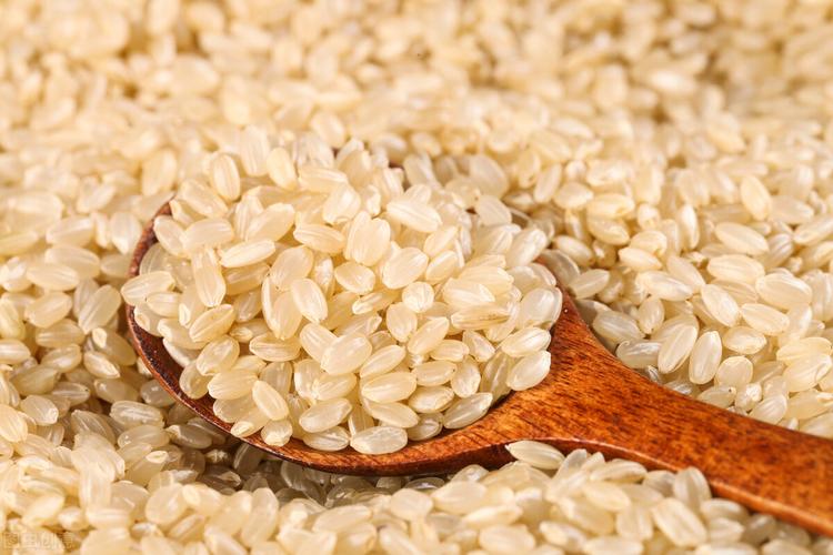 胚芽米为什么在日韩广受追捧,原因是什么?