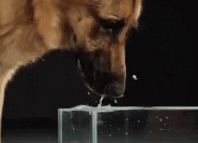 吧唧吧唧……不用看也知道是狗狗在喝水了,特别是养大型犬的朋友,喝完