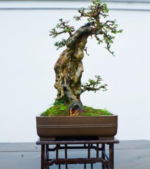 刘传刚博兰盆景系列之一 ——《树木盆景篇》