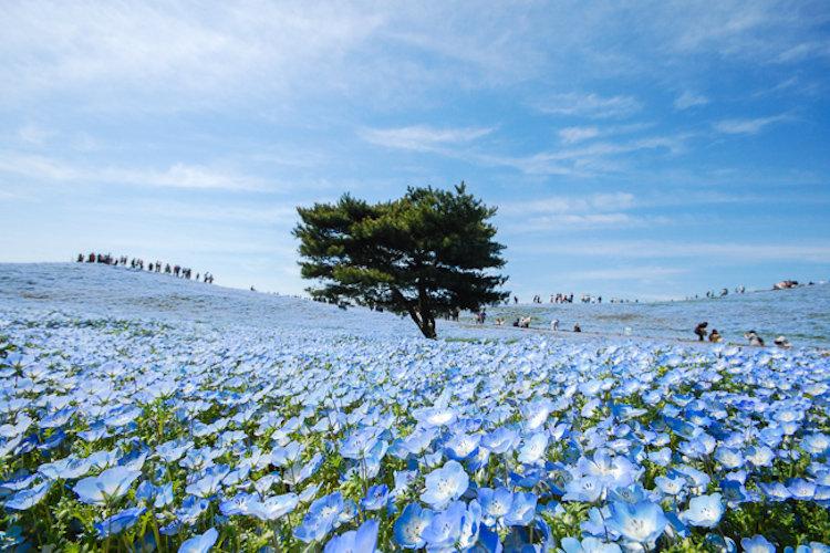 喜林草,漂亮的蓝色花海