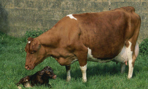 怎样能养好怀孕母牛?肉牛养殖的效率低下多败在保胎上!