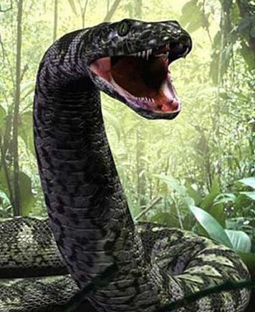 泰坦蟒是迄今为止人类所发现的最大蛇类,在南美洲哥