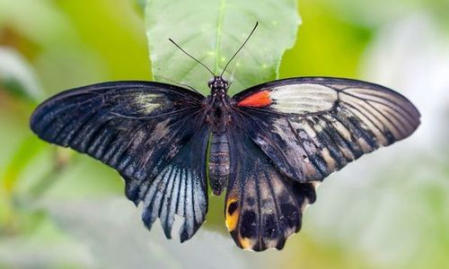 这只非常罕见的不对称蝴蝶是一只雌雄嵌体的美凤蝶,papilio memnon