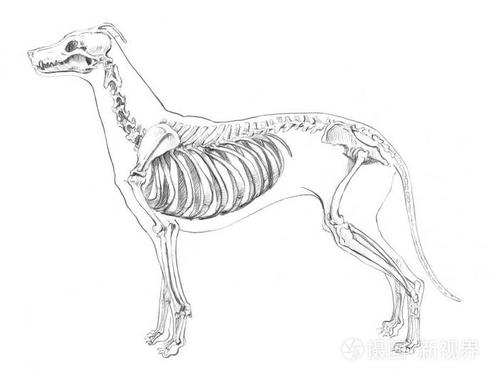 白色背景下的狗骨架解剖草图