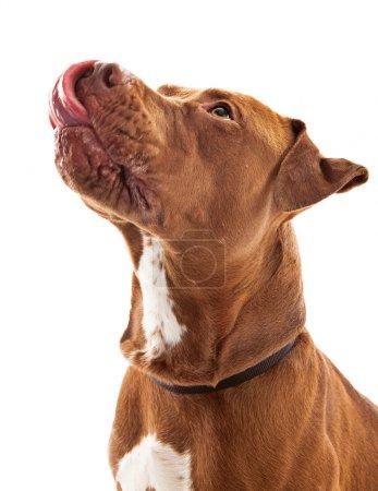 hungry dog licking lips