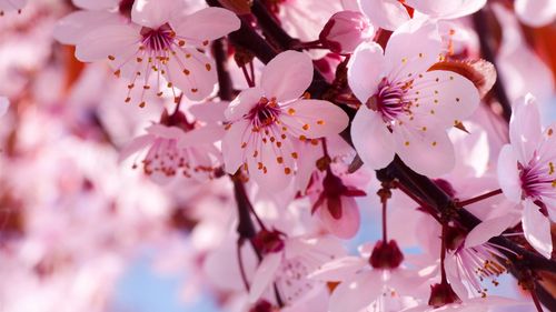 春天的花朵盛开,粉红色的樱花 iphone 壁纸