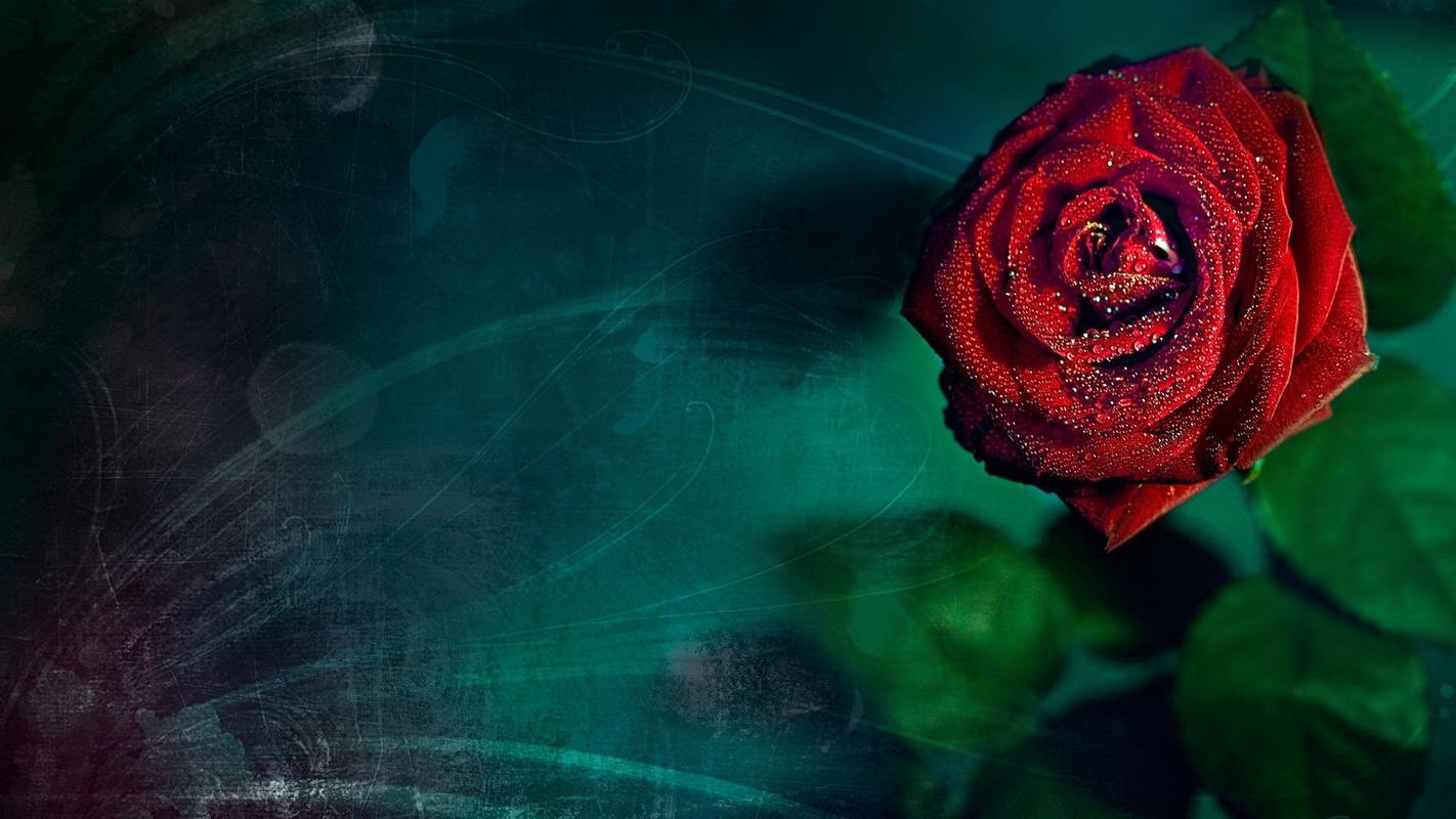 绚烂的玫瑰花高清桌面壁纸