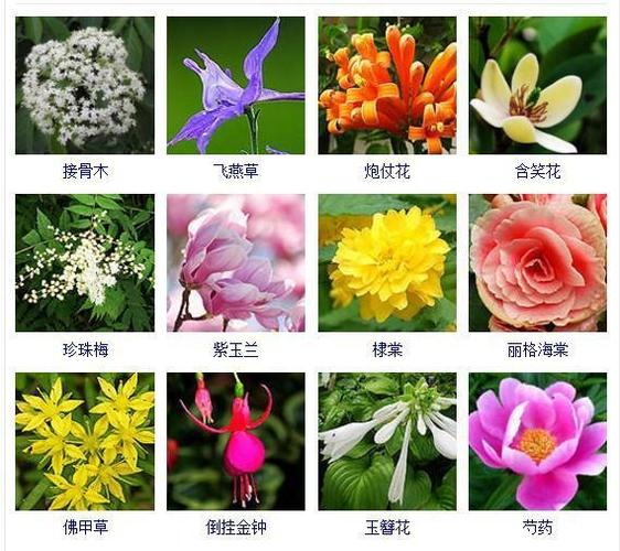 花友们都想拥有的432种常见花名大全可以自己打造一个花园