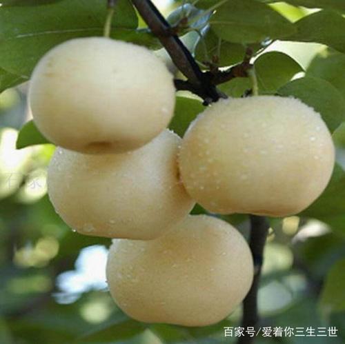 第一种就是中华玉梨,它是杂交培育的一种新型品种,梨子的头很大,一般