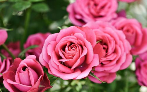 下载壁纸 2880x1800 粉红色的玫瑰,背景虚化,鲜花 桌面背景