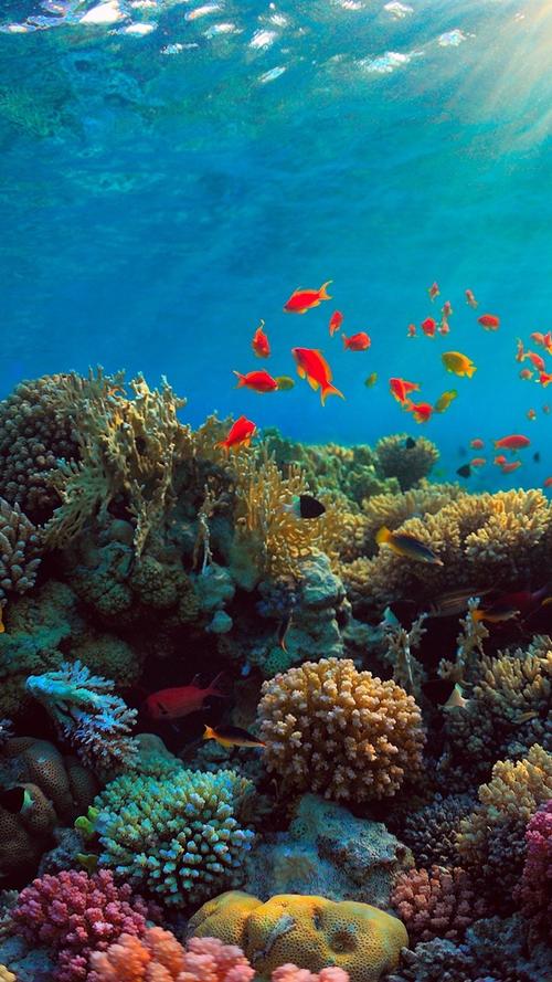 海,珊瑚,鱼,水下 iphone 壁纸