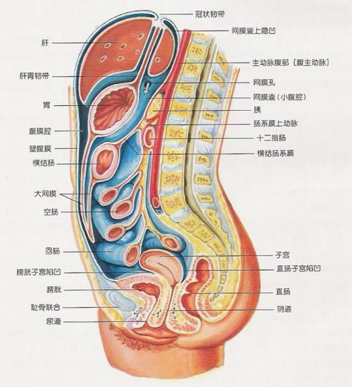 【精美图片】腹膜腔及腹膜后(间)隙解剖 yyyzh11 03-05 21:25