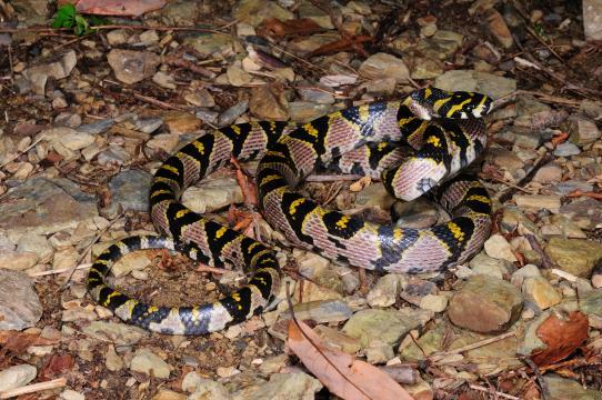 玉斑锦蛇 species euprepiophis mandarinus (cantor, 1842) - 台湾