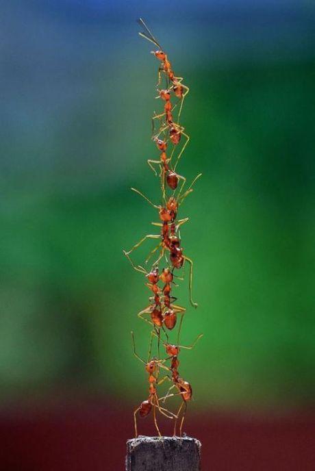 蚂蚁们表现出令人难以置信的团队合作精神,最大只的在下面,最小只的站