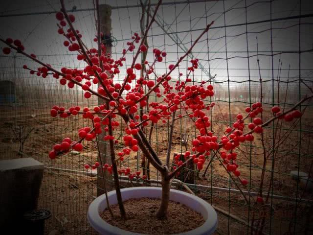 秋冬切枝,环境美化和盆栽的优良观赏树种——北美冬青