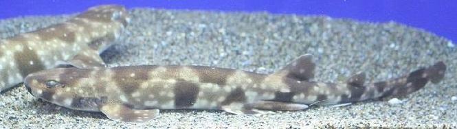  p>虎纹猫鲨(学名: i>scyliorhinus torazame /i>)是猫鲨科,猫鲨属的