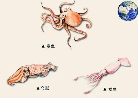 为何科学家称章鱼是外星生物,其基因序列比人类还复杂
