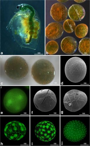 early developmental stages (stage 1: egg cell (apomictic), (a-d)