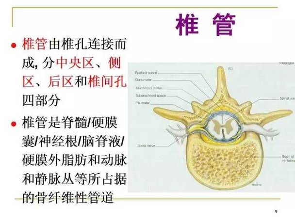 腰椎间孔的解剖与临床
