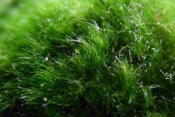 青苔和绿藻有什么区别